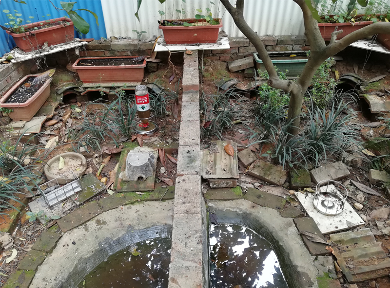 黄缘闭壳龟的公母是由什么决定的,黄缘闭壳龟刚到家躲在土里不出来