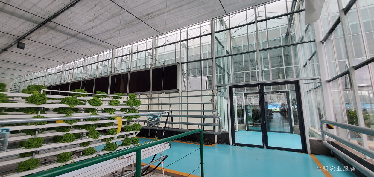 阳光板温室大棚造价,亳州阳光板温室大棚