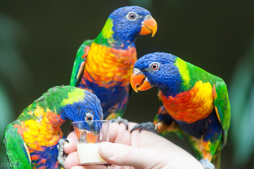 排名第二的鹦鹉品种是什么,最好的鹦鹉有哪些品种及图片