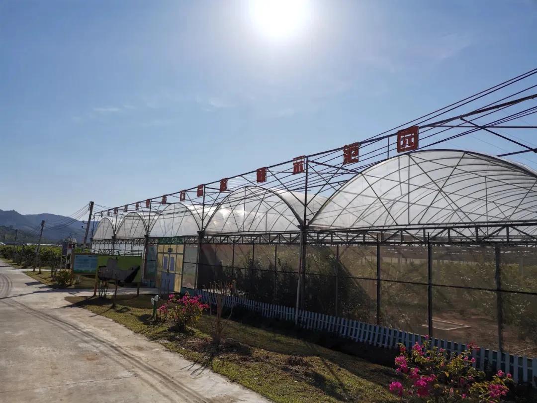 脂肪低又好吃的水果,口感好但脂肪含量高的水果盘点