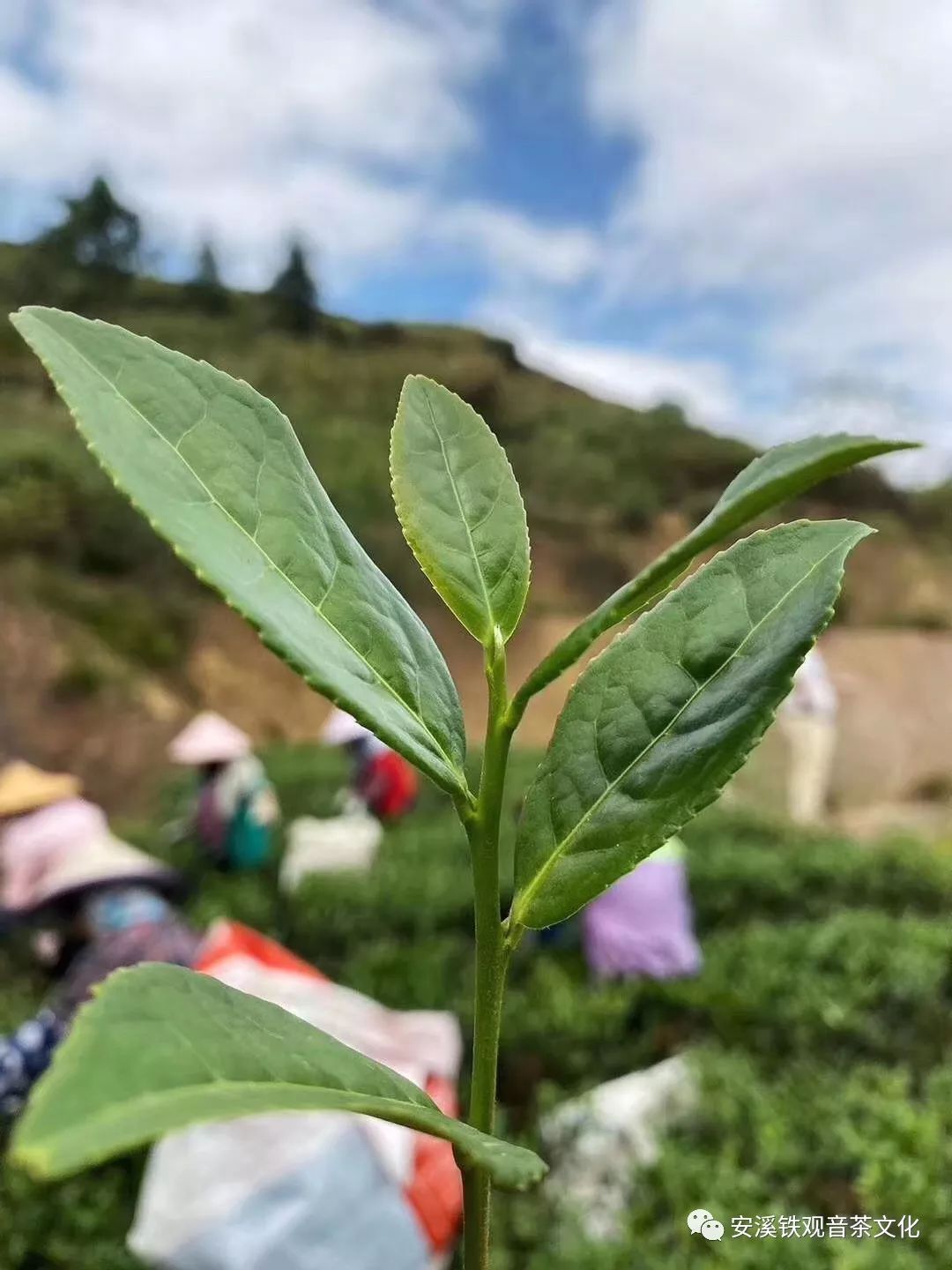 铁观音传奇完整版,铁观音曾经的辉煌