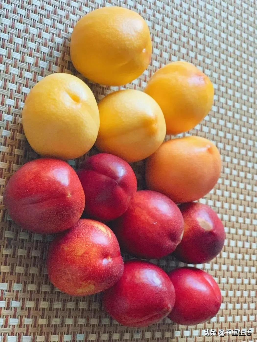 桃子熟了山东蒙阴黄桃,蒙阴蜜桃中国三大名桃