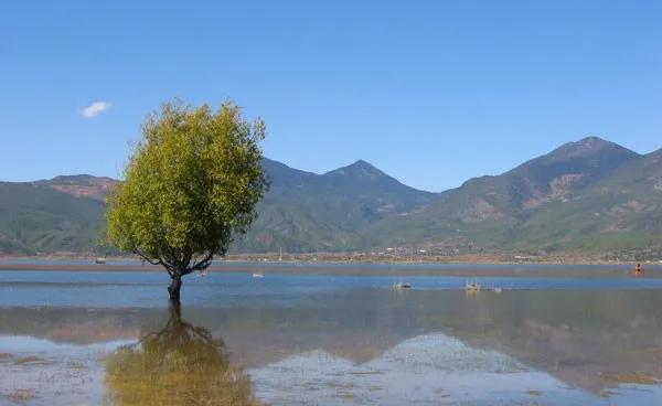 新疆玛纳斯湿地迎来候鸟迁徙,玛纳斯国家湿地公园迎候鸟