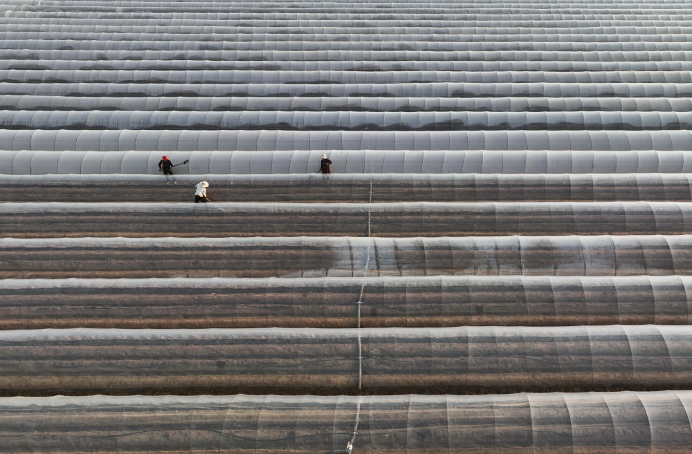 河北唐山生姜种植技术,河北唐山冀东生姜之乡播种忙