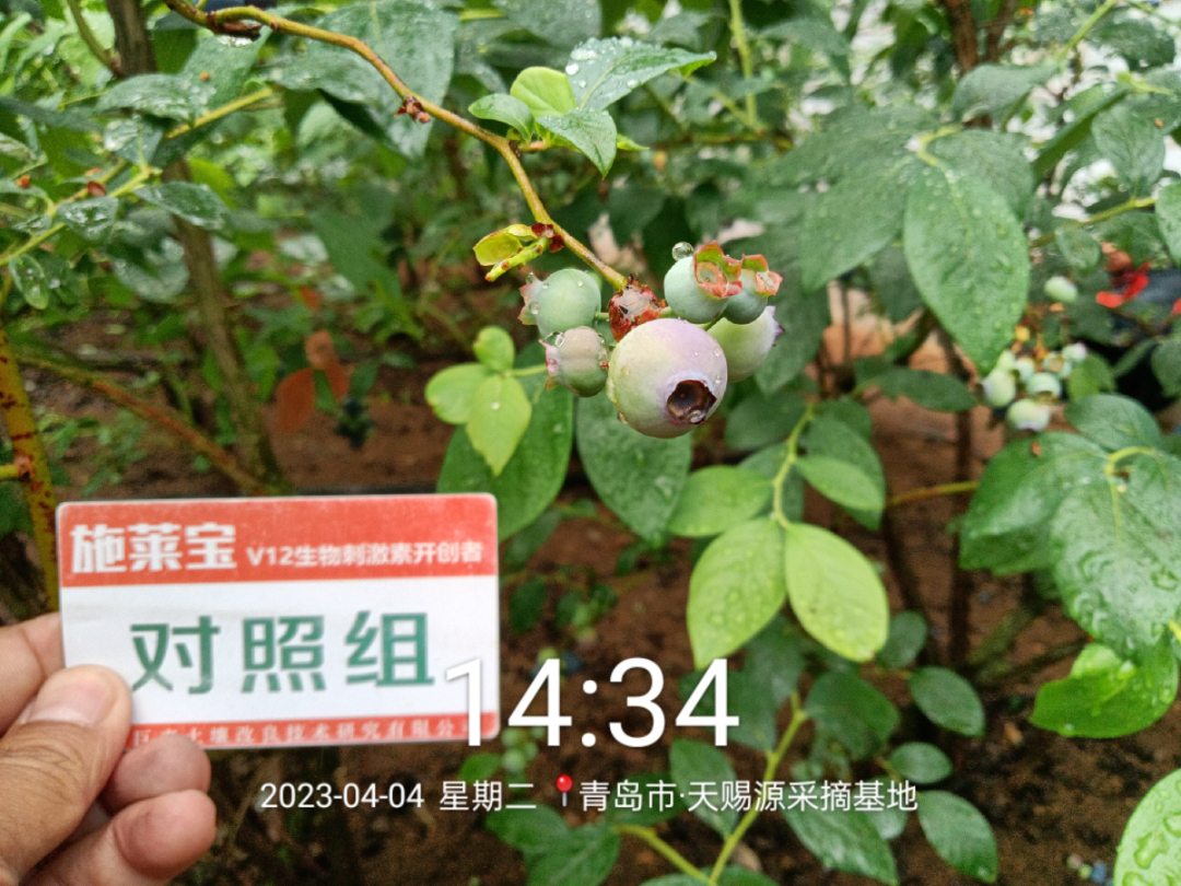 蓝莓大果哪个品种早熟,蓝莓大果新品种