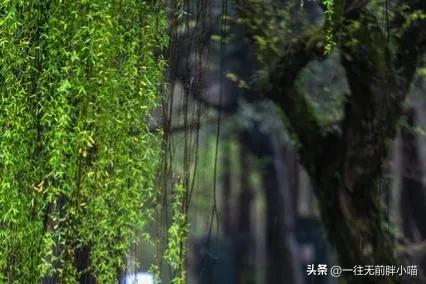 清明的由来和习俗古诗,清明的由来作文400字