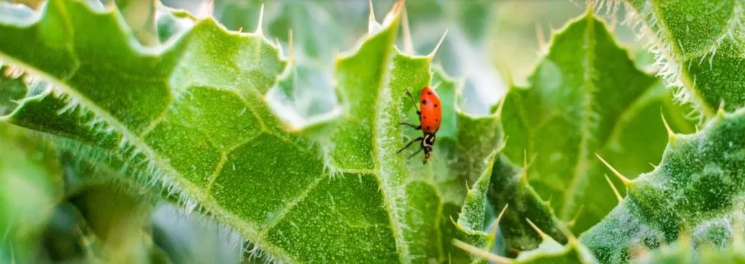 草际风来作药香寻找中国好营养