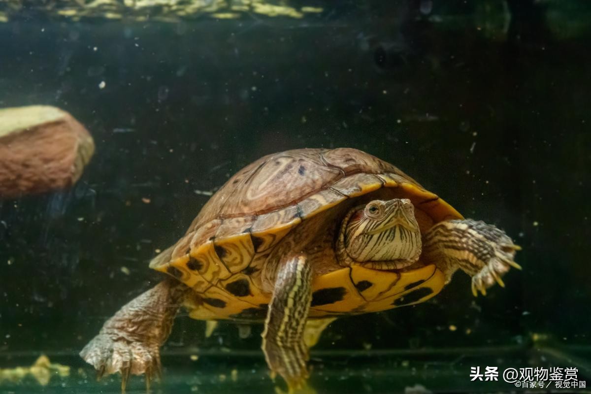 养乌龟日常巴西龟,养乌龟还是养巴西龟比较好