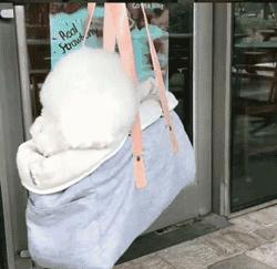 养比熊需要注意什么问题,养比熊要注意什么问题