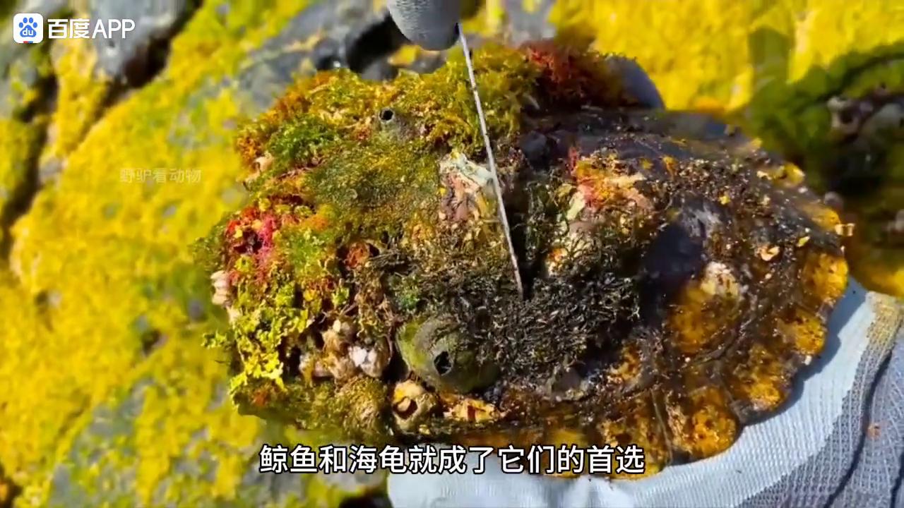 清理乌龟身上的藤壶全过程,乌龟身上藤壶对乌龟有伤害吗