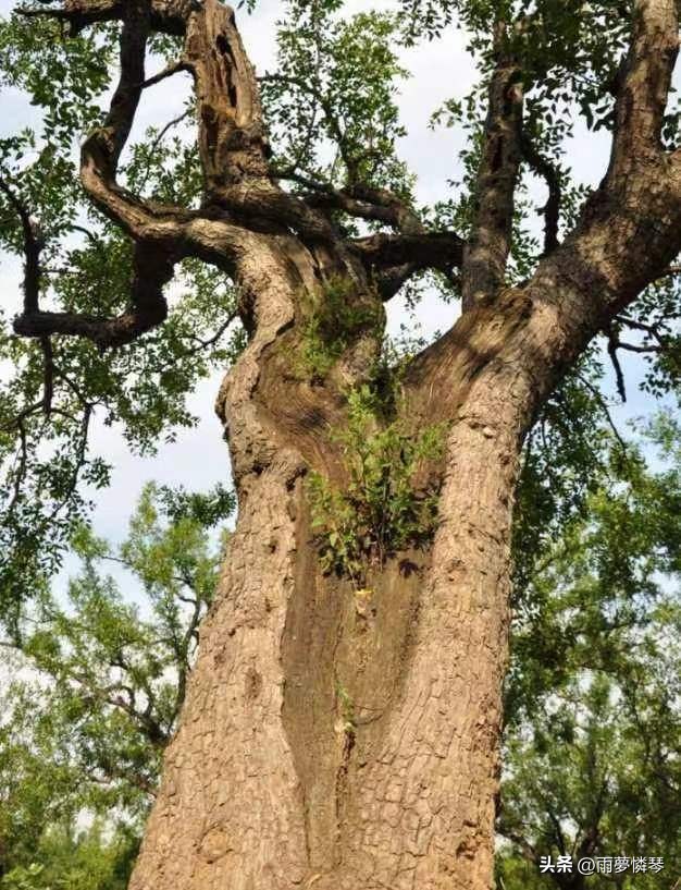 【散文原创】谷塘湾往事-薯香弥漫的秋天