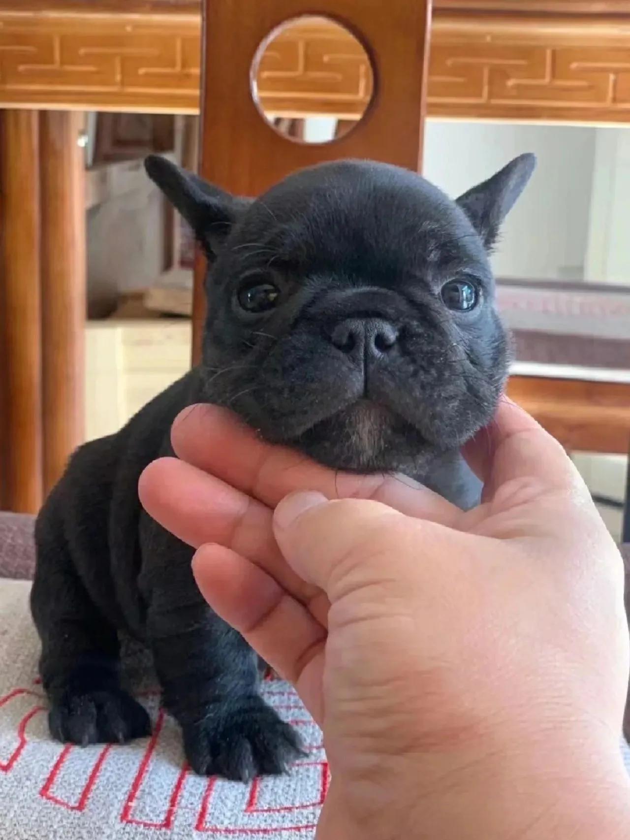 世界上最可爱的狗狗有哪几种,可爱萌狗狗视频茶杯犬