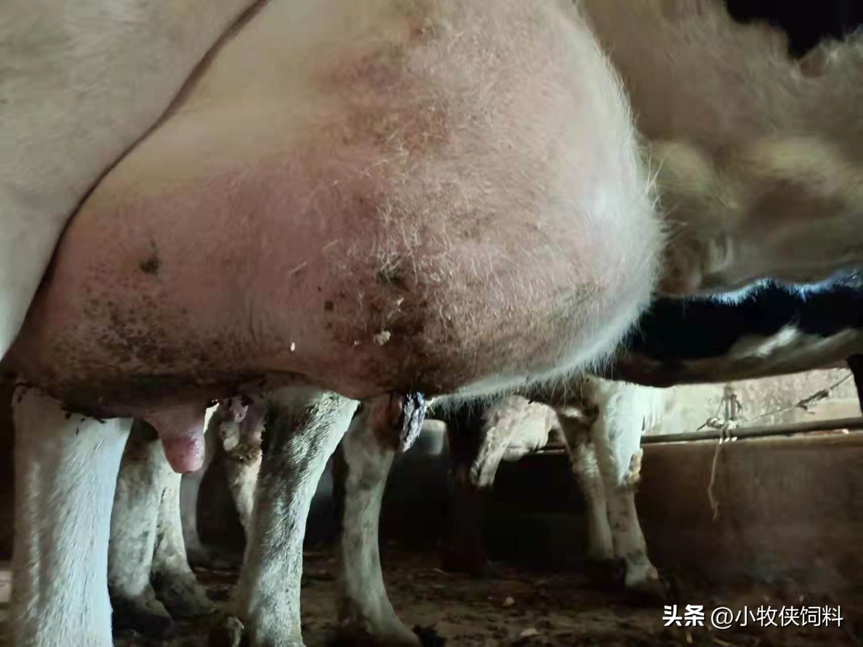 牛乳房炎用什么药效果最好?牛乳腺炎怎么治好得快?赶快收藏!