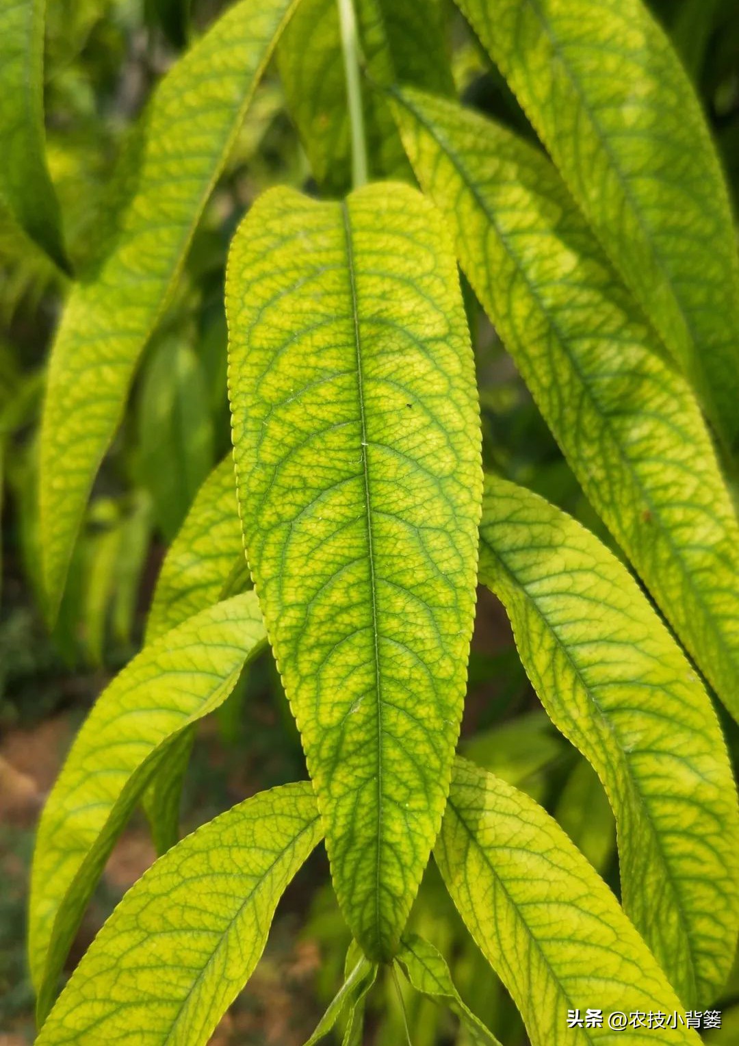 缺钙和缺硼如何区分,如何区分作物缺硼还是缺钙