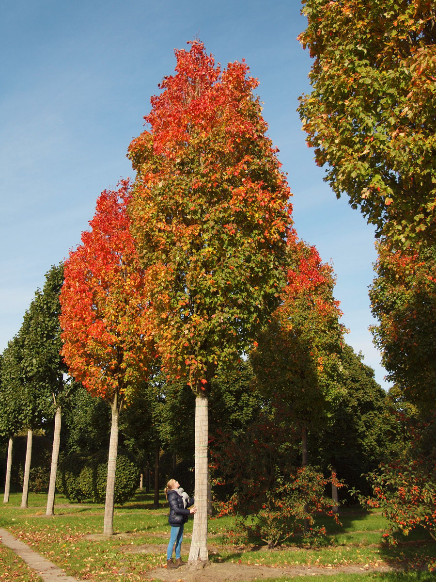 种植业什么最赚钱农村,农村种植创业成功的方法有哪些