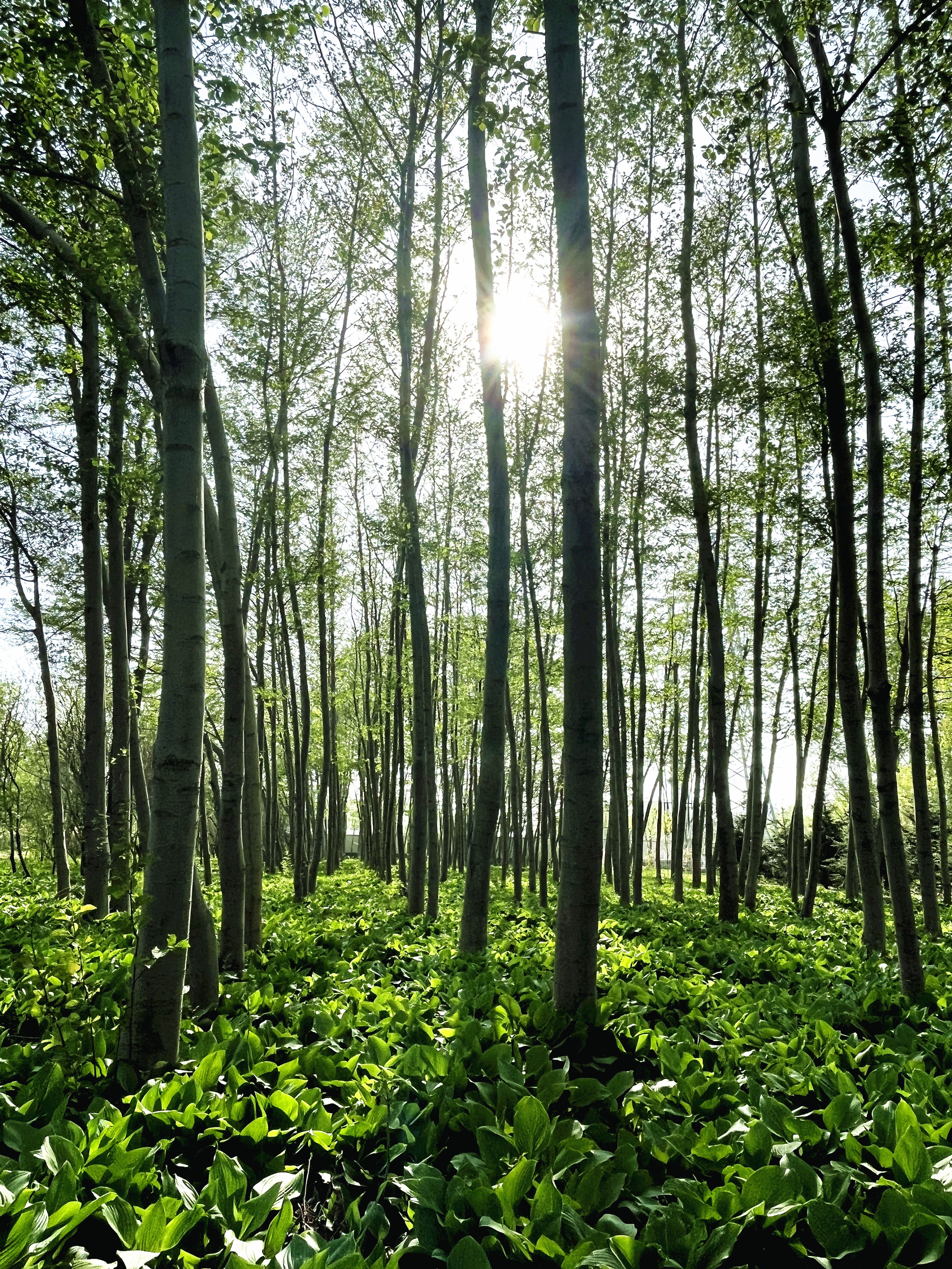 疫情之后百花园游客渐多