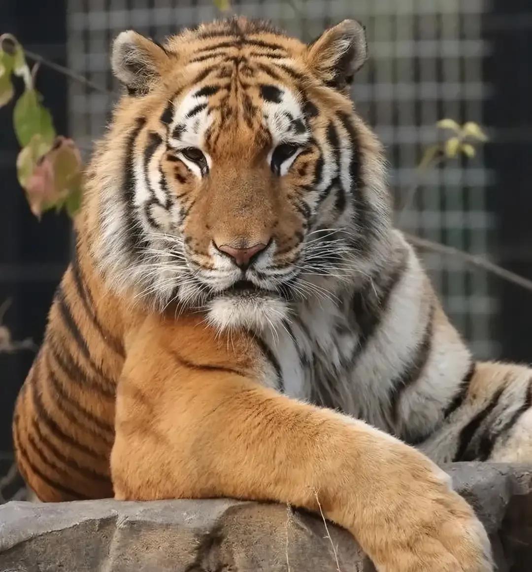 猛虎潜深山长啸自成风出自哪里,猛虎潜深山长啸自生风打一生肖