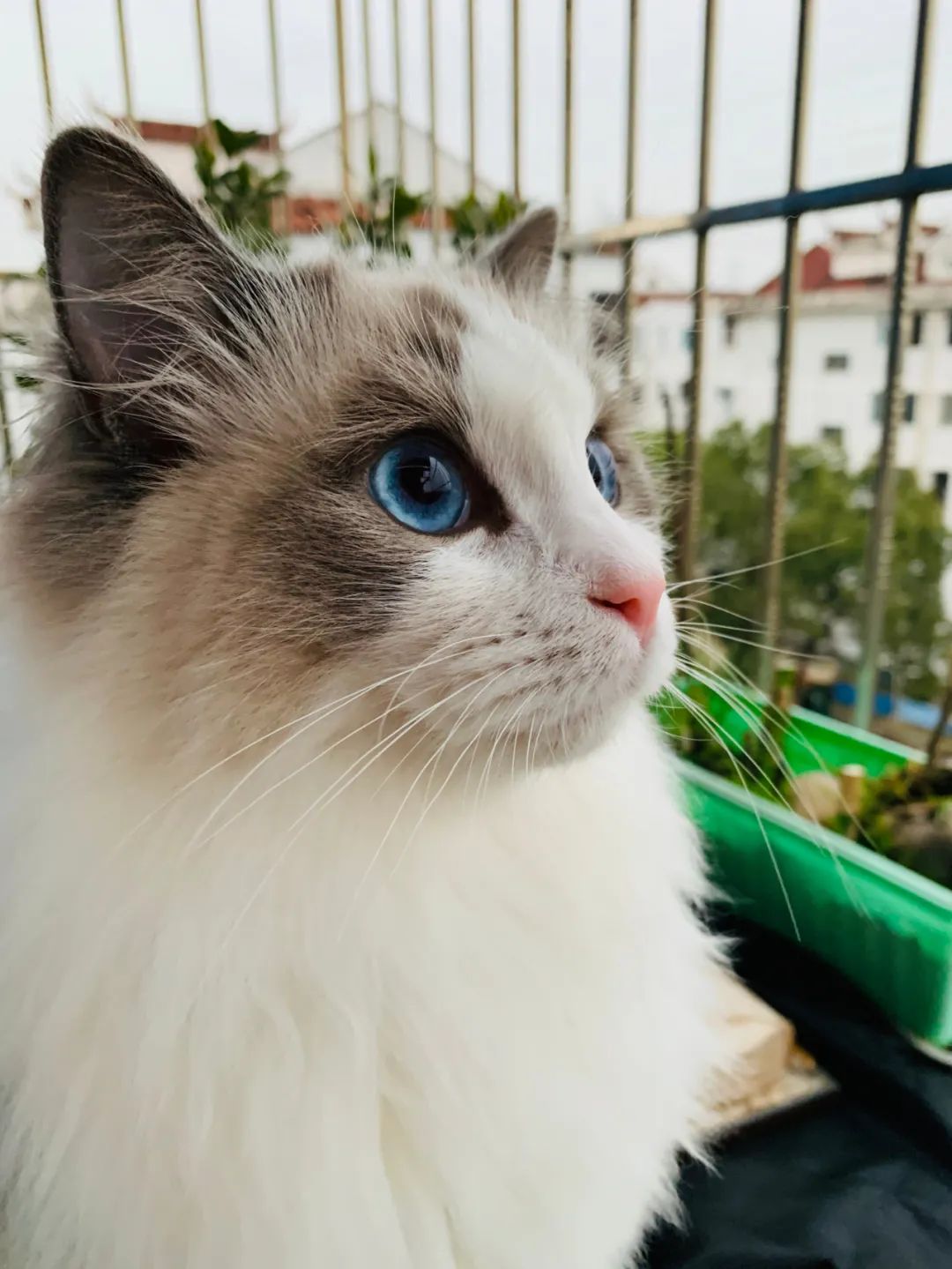 汤圆布偶猫,最好看的布偶猫汤圆