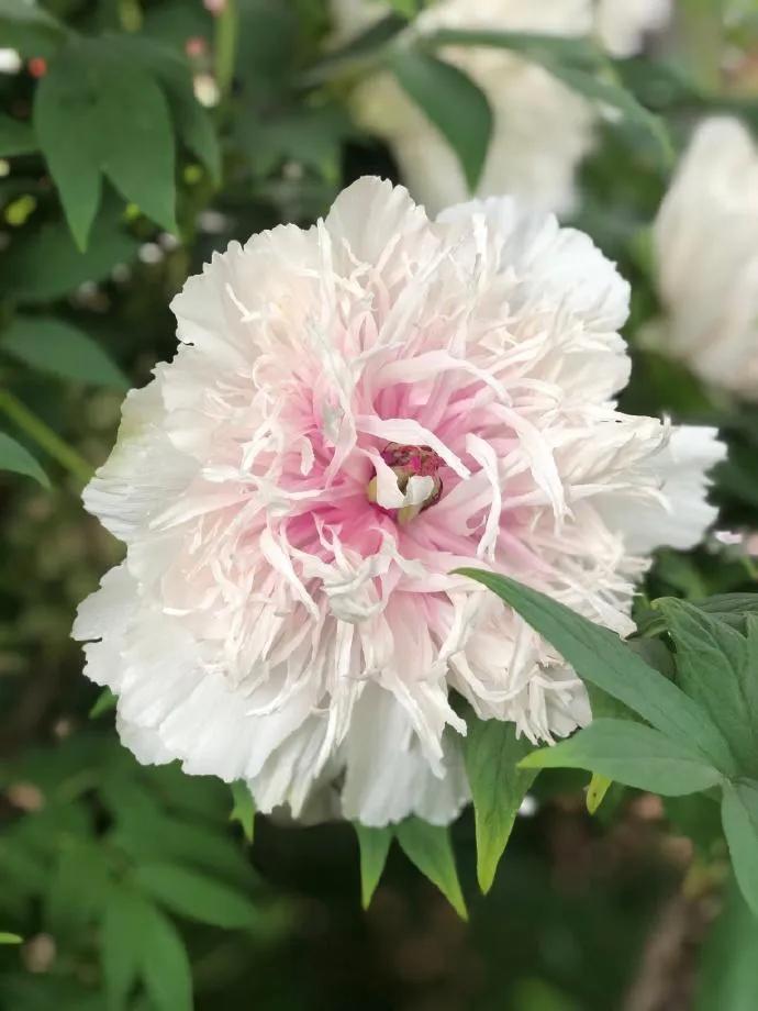 银丝贯顶牡丹只有一棵吗,珍贵牡丹花银丝贯顶