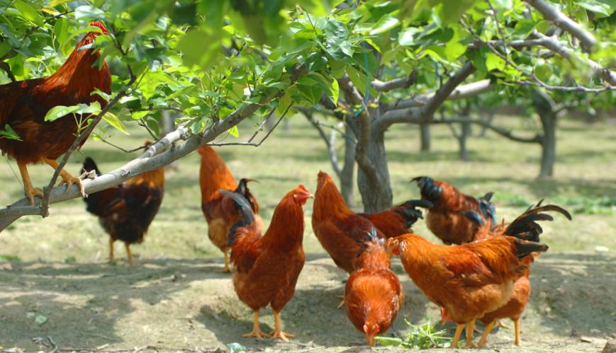 全喉切除术死亡率,传喉和传支治疗方案是一样的吗