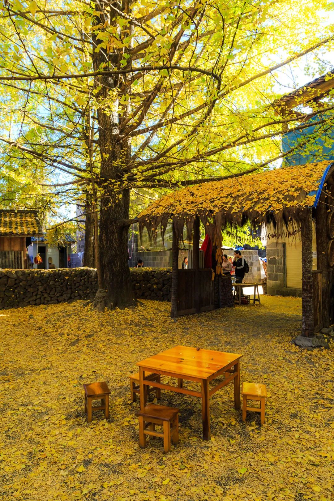 腾冲银杏秋色,腾冲银杏村四季景色