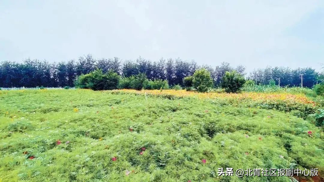 致富能手表彰,2022年度北京市农民增收致富能手