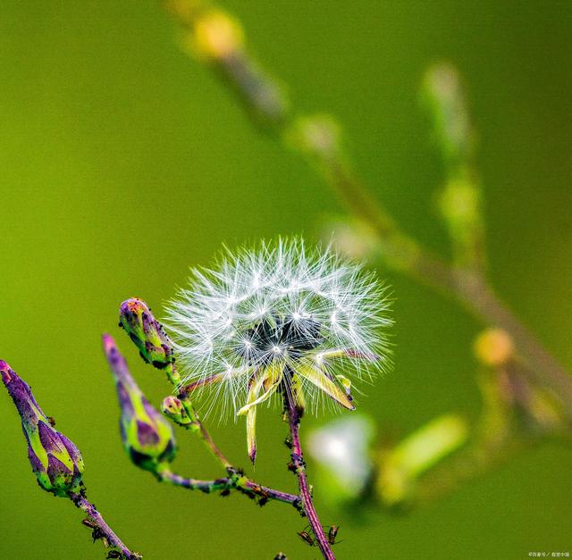 蒲公英是纯天然的抗生素,蒲公英是天然的抗生素
