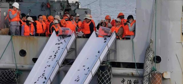 十年禁渔看长江鱼群物种更多样,长江禁渔仅两年就鱼群翻涌