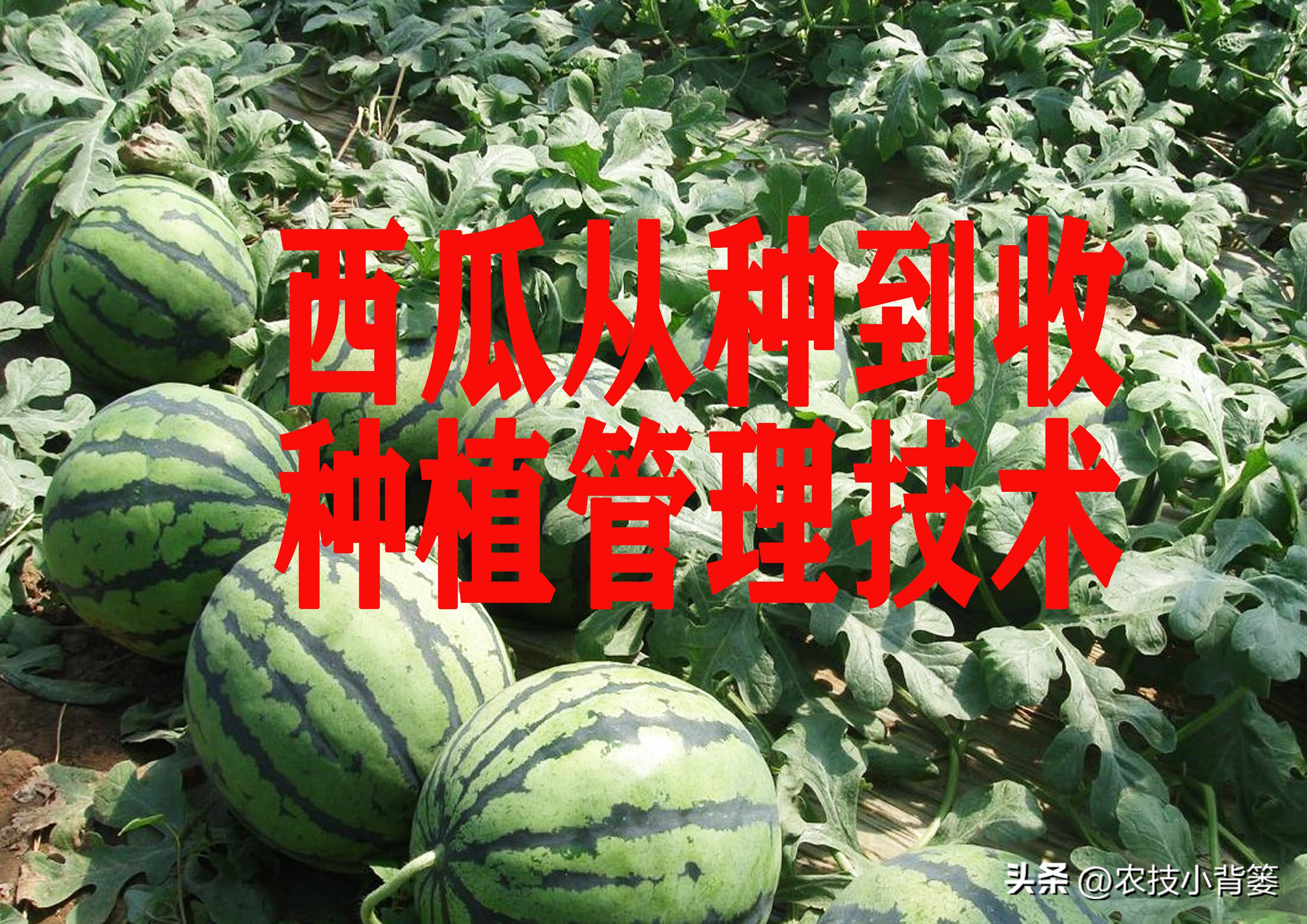 西瓜怎么种植才能高产一点,西瓜有哪些种植管理技巧