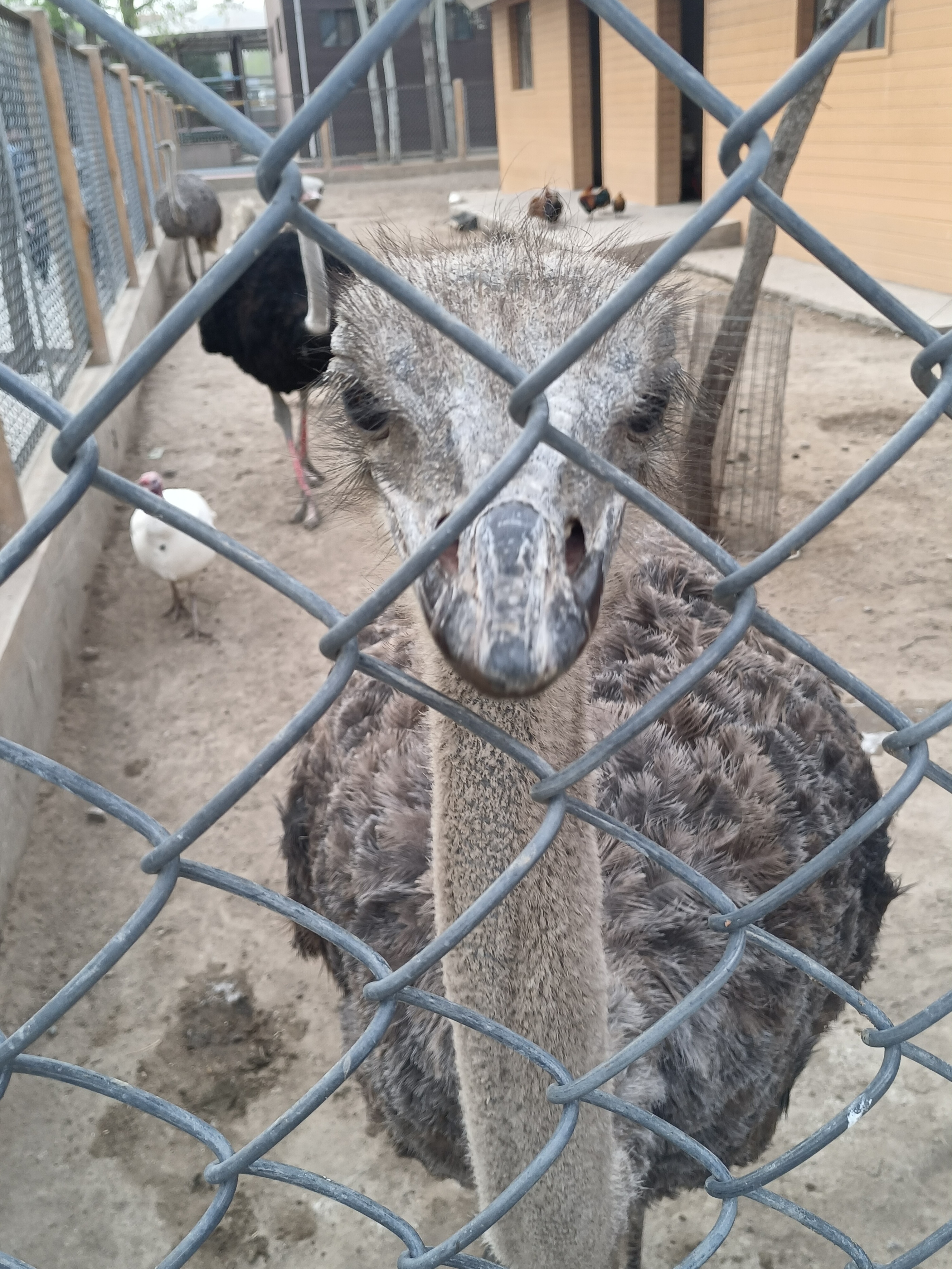 包头市动物园在哪里,包头劳动公园动物园