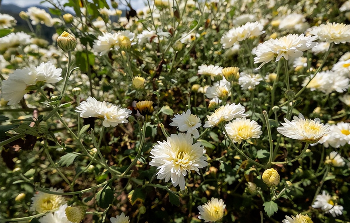 哪的菊花最正宗,什么品种的菊花最好吃