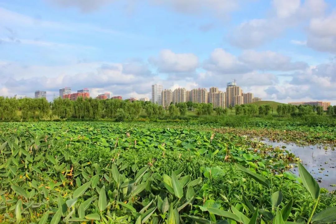 高段位神仙打架,神仙打架高端局和平精英