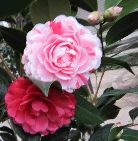 波浪山茶花,海岛山茶花