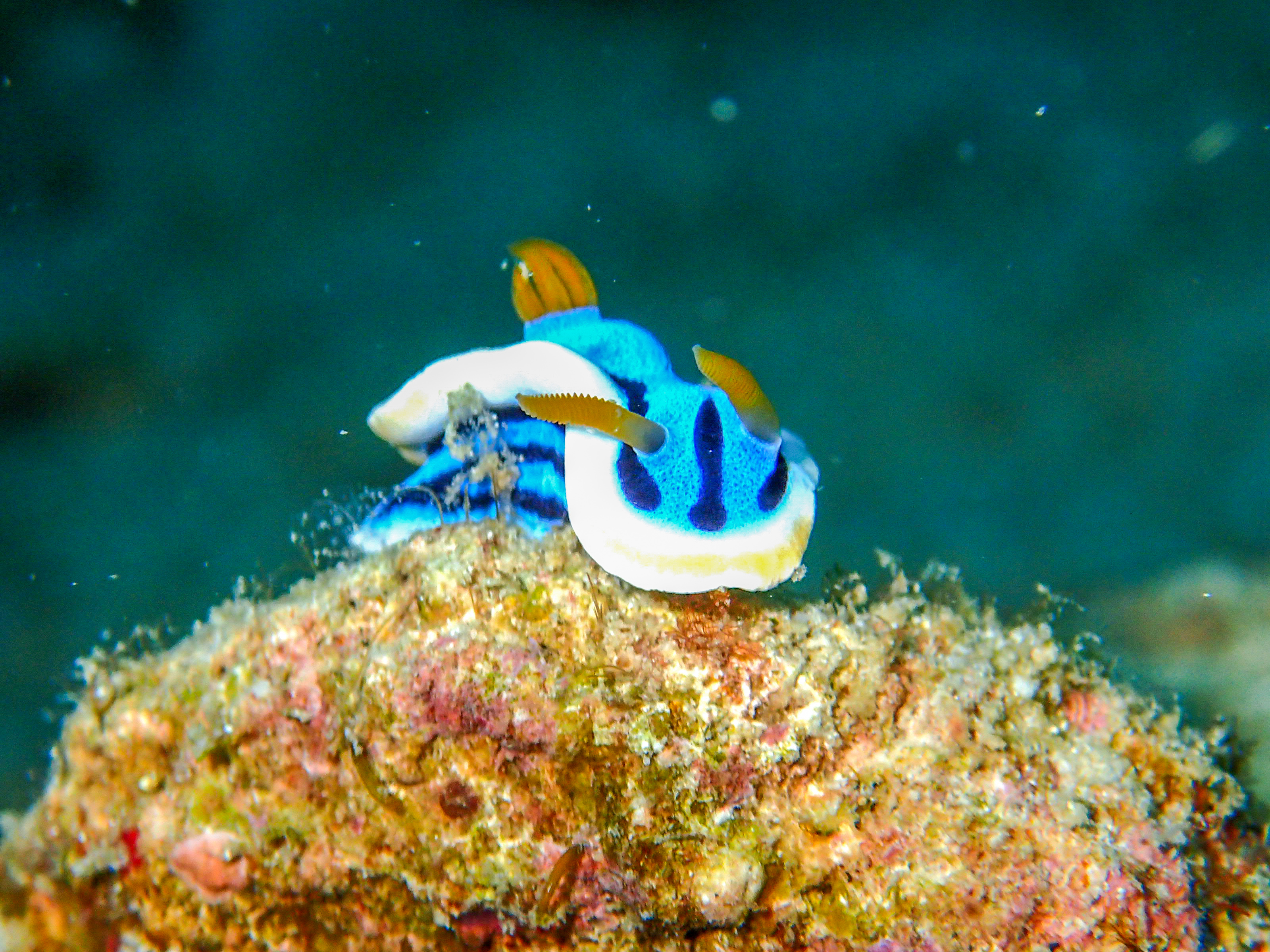 马来西亚仙本那海底,潜水马来西亚仙本那
