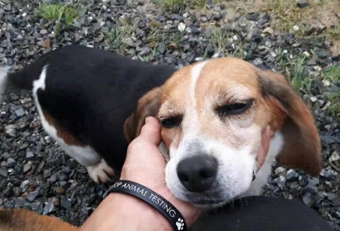 摸狗下巴笑得呲牙的狗狗,抚摸狗狗脑袋它是怎么想的