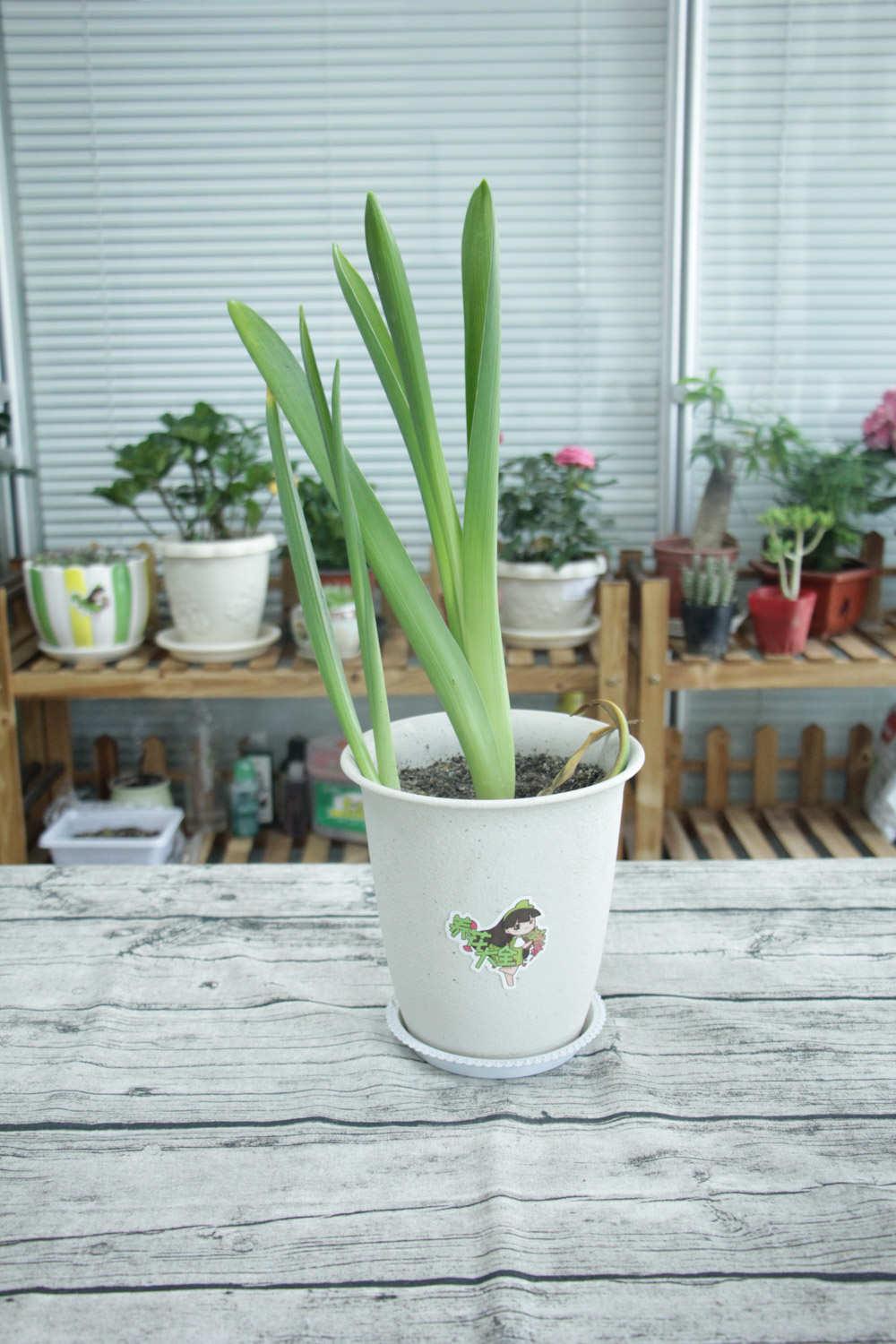 家庭盆栽风信子怎么养,水培风信子种球发霉了怎么处理