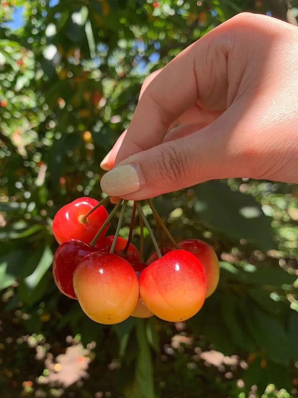 23岁Nyree在新西兰：异国兼职遇暖意，实现水果海鲜自由