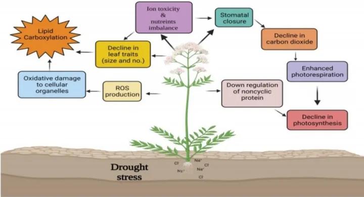 WRKY家族想做个自我介绍（二）