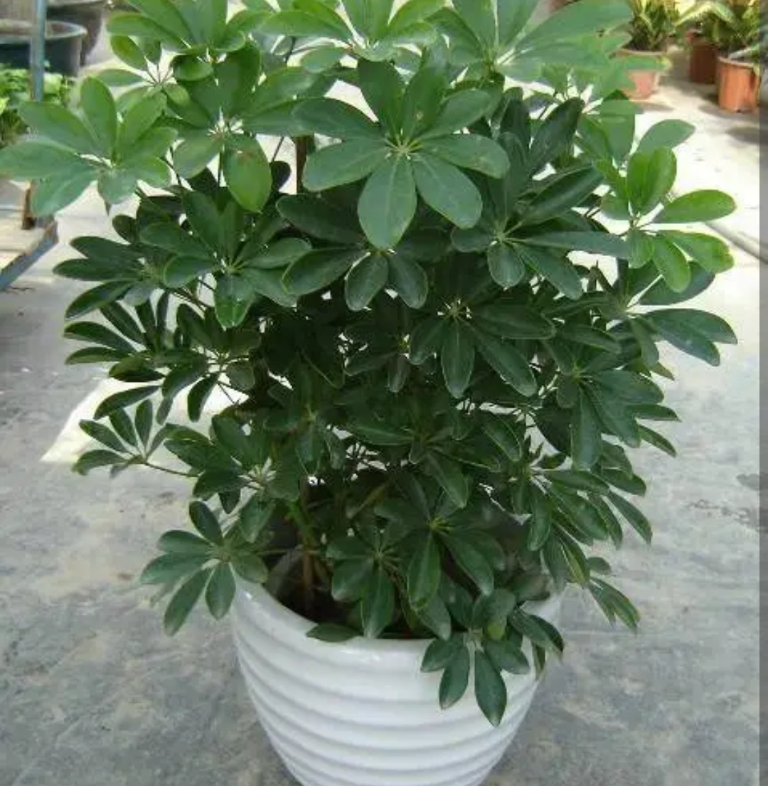 怎么修剪鸭掌木的株型,鸭掌木适合什么命养