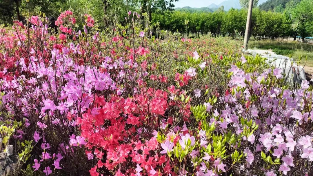 乐在其中——我与公众号“百姓文化视点”◎文/天涯