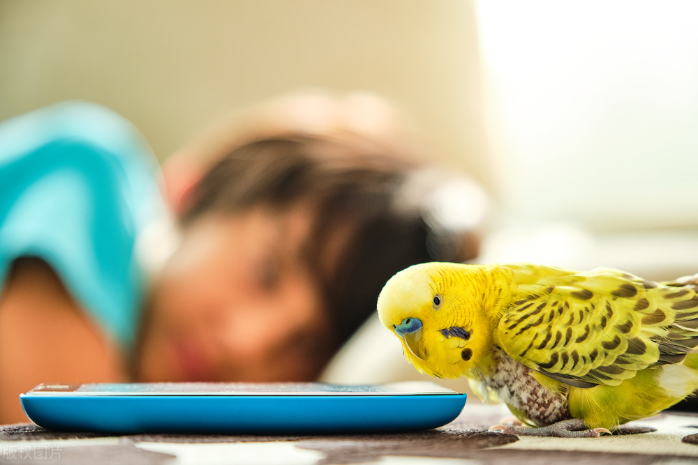 散养鸟在哪买好养活呢,去哪里买鸟最好