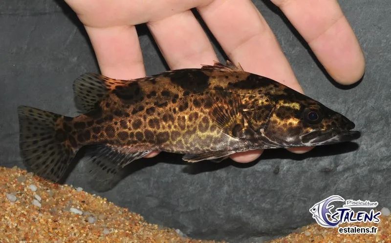 黑龙江三花五罗十八子图片,黑龙江名鱼三花五罗