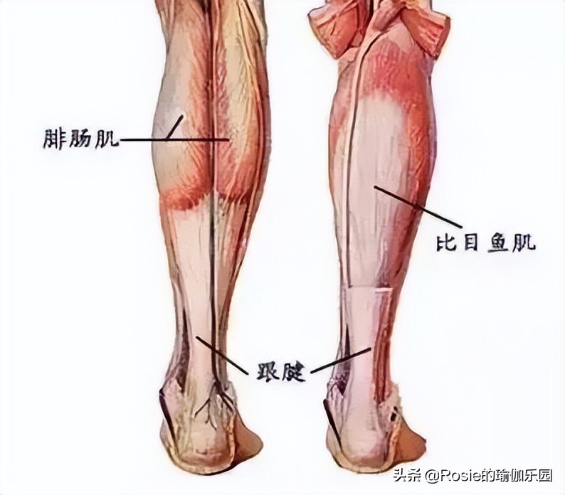 脚踝粗有办法瘦吗,脚踝很细大腿很粗怎么瘦