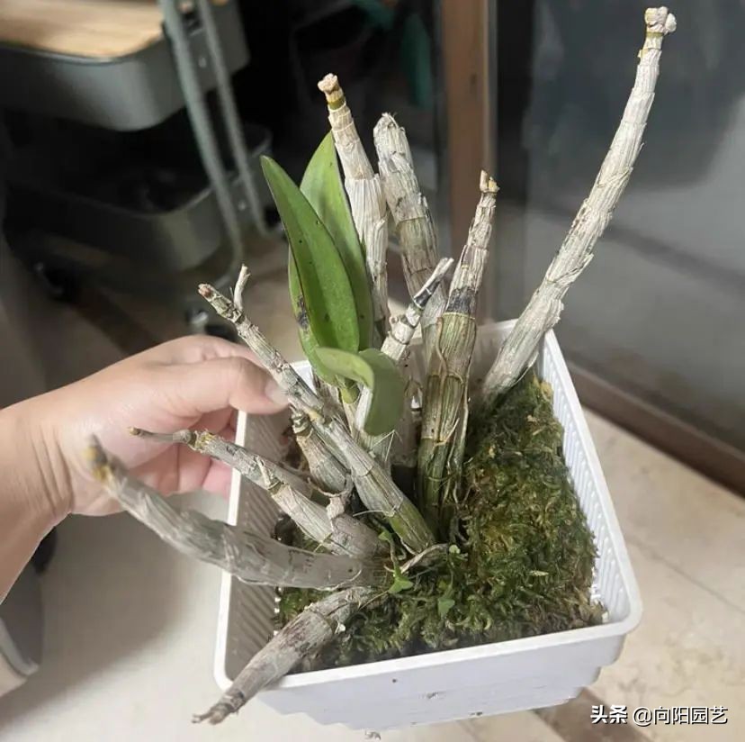 石斛高芽养多久会开花,石斛花开好看不