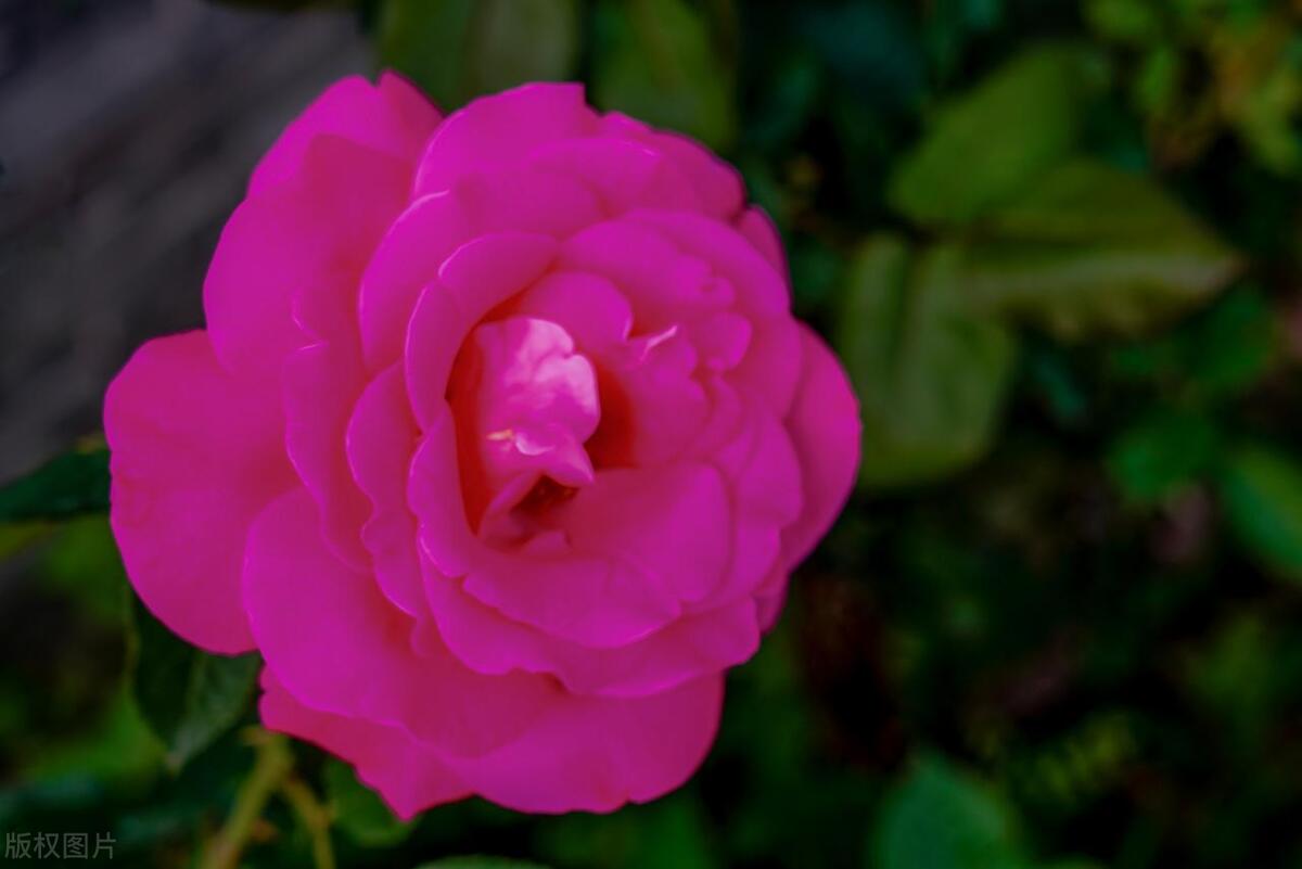 人间最美五月天春季赏樱正当时,5月北京三大赏花公园