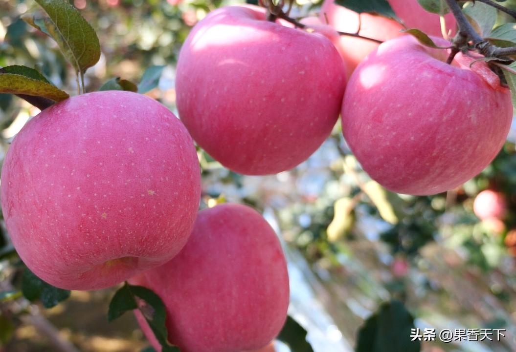 果业市场概况,果业信息今日