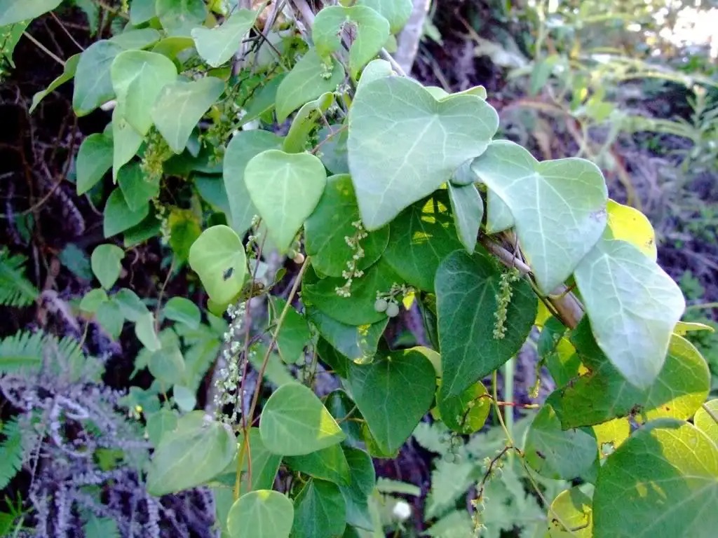 千金藤素到底是啥？南方农村很常见，过去当柴烧，如今火了