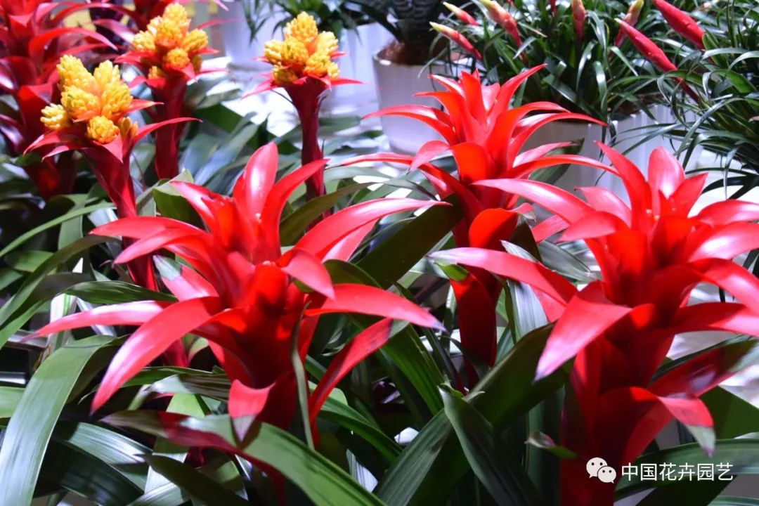 盆栽花卉行情,盆栽花卉市场2016行情分析