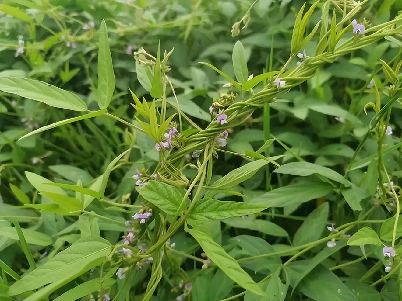 中国赠送美国大豆种子,中国大豆种子是谁送给美国的