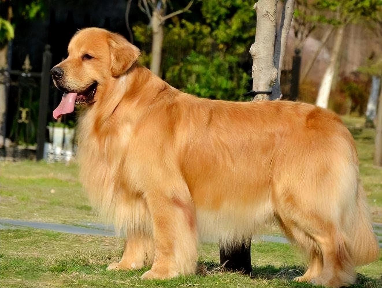 禁养的狗怎么养,39种中华田园犬城市禁养的狗